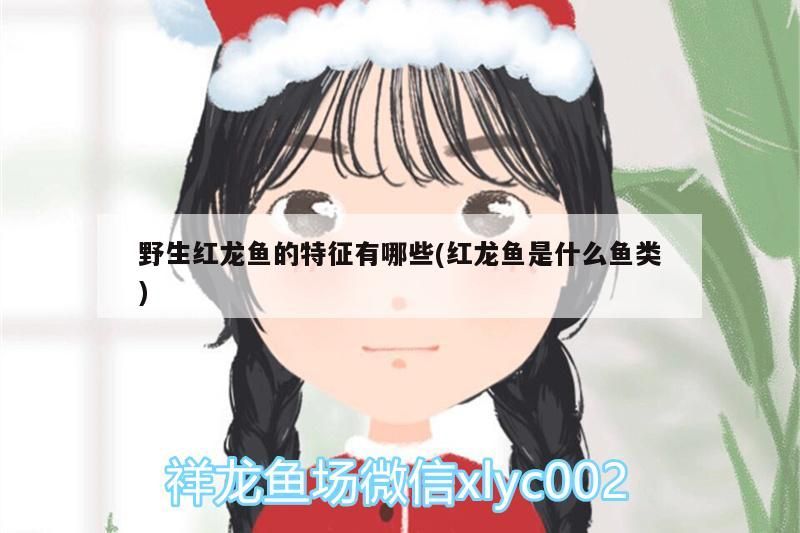 野生紅龍魚的特征有哪些(紅龍魚是什么魚類)（pseudochromiserythrochromus野生紅龍魚的特征有哪些）