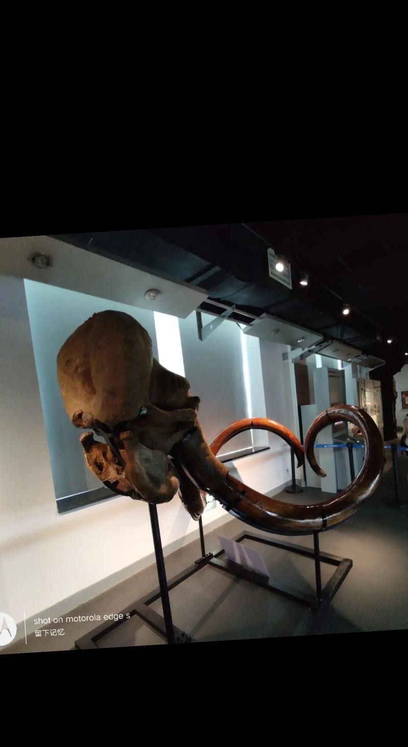 哪里可以找到更多龍魚化石的圖片（如何查找更多龍魚化石圖片）