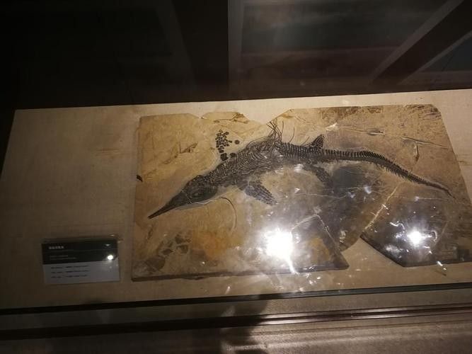 哪里可以找到更多龍魚化石的圖片（如何查找更多龍魚化石圖片）