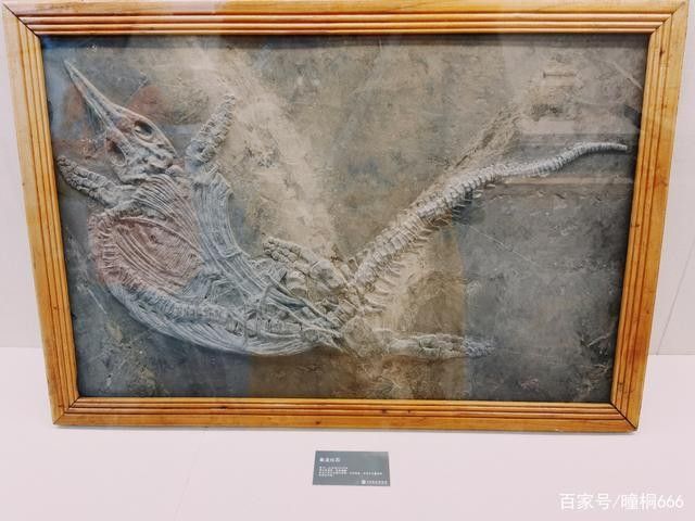 哪里可以找到更多龍魚化石的圖片（如何查找更多龍魚化石圖片）