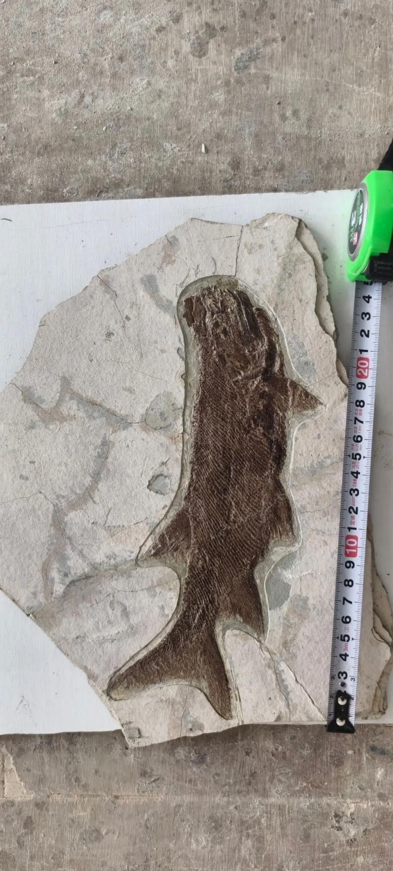 哪里可以找到更多龍魚化石的圖片（如何查找更多龍魚化石圖片）
