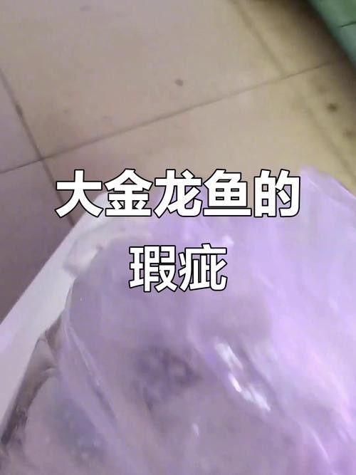 金龍魚五十公分怎么挑選（龍魚50公分的挑選方法）