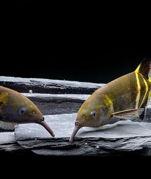 給我一些象鼻魚和龍魚混養的圖片（象鼻魚與龍魚混養的成功案例：象鼻魚與龍魚混養的成功案例）