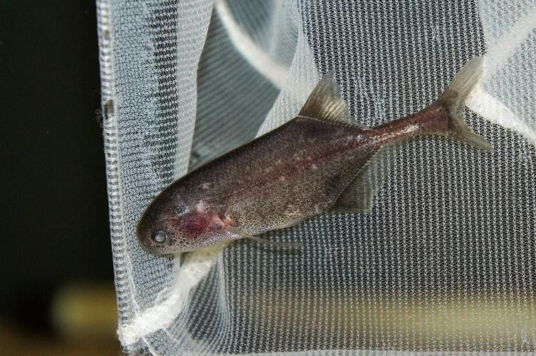 給我一些象鼻魚和龍魚混養的圖片（象鼻魚與龍魚混養的成功案例：象鼻魚與龍魚混養的成功案例）