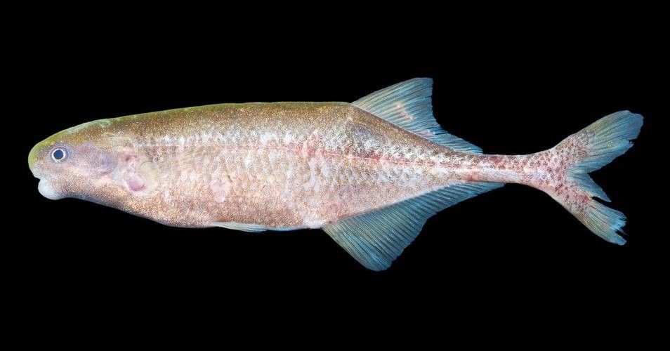 給我一些象鼻魚和龍魚混養的圖片（象鼻魚與龍魚混養的成功案例：象鼻魚與龍魚混養的成功案例）