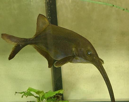 給我一些象鼻魚和龍魚混養的圖片（象鼻魚與龍魚混養的成功案例：象鼻魚與龍魚混養的成功案例）