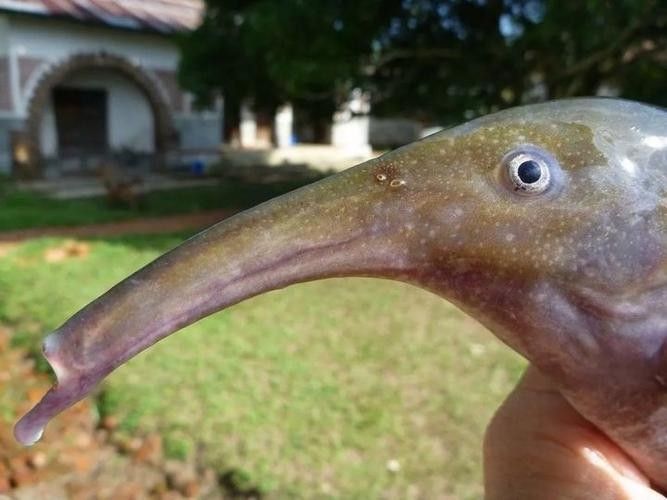 給我一些象鼻魚和龍魚混養的圖片（象鼻魚與龍魚混養的成功案例：象鼻魚與龍魚混養的成功案例）