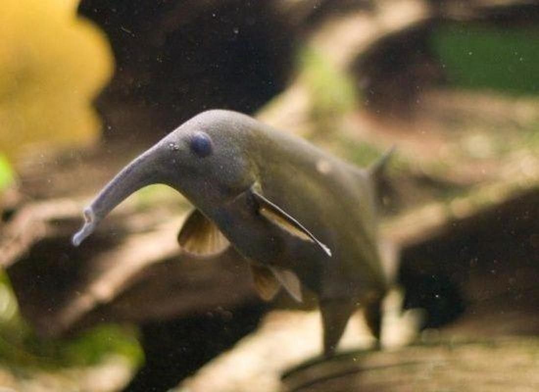 給我一些象鼻魚和龍魚混養的圖片（象鼻魚與龍魚混養的成功案例：象鼻魚與龍魚混養的成功案例）