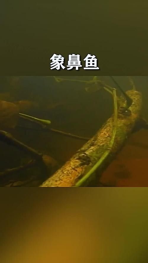 給我一些象鼻魚和龍魚混養的圖片（象鼻魚與龍魚混養的成功案例：象鼻魚與龍魚混養的成功案例）