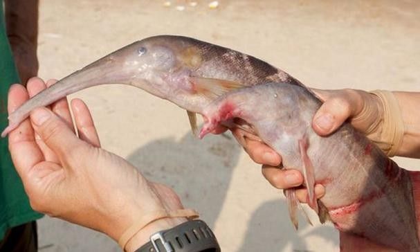 給我一些象鼻魚和龍魚混養的圖片（象鼻魚與龍魚混養的成功案例：象鼻魚與龍魚混養的成功案例）