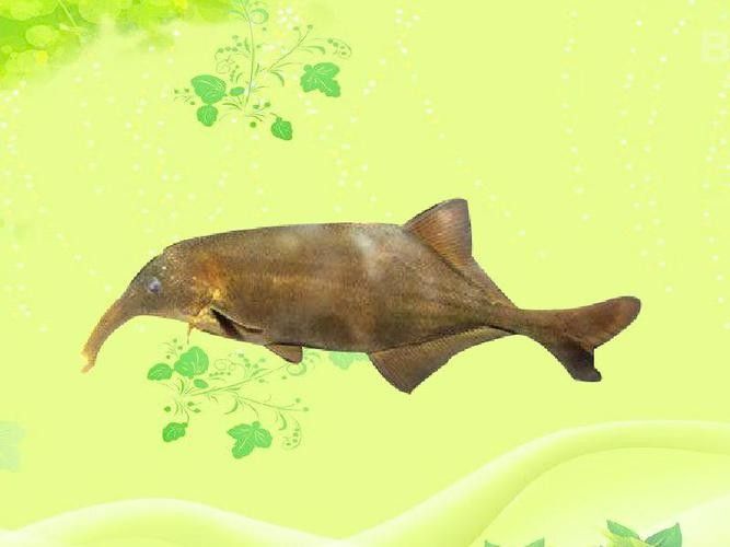 給我一些象鼻魚和龍魚混養的圖片（象鼻魚與龍魚混養的成功案例：象鼻魚與龍魚混養的成功案例）