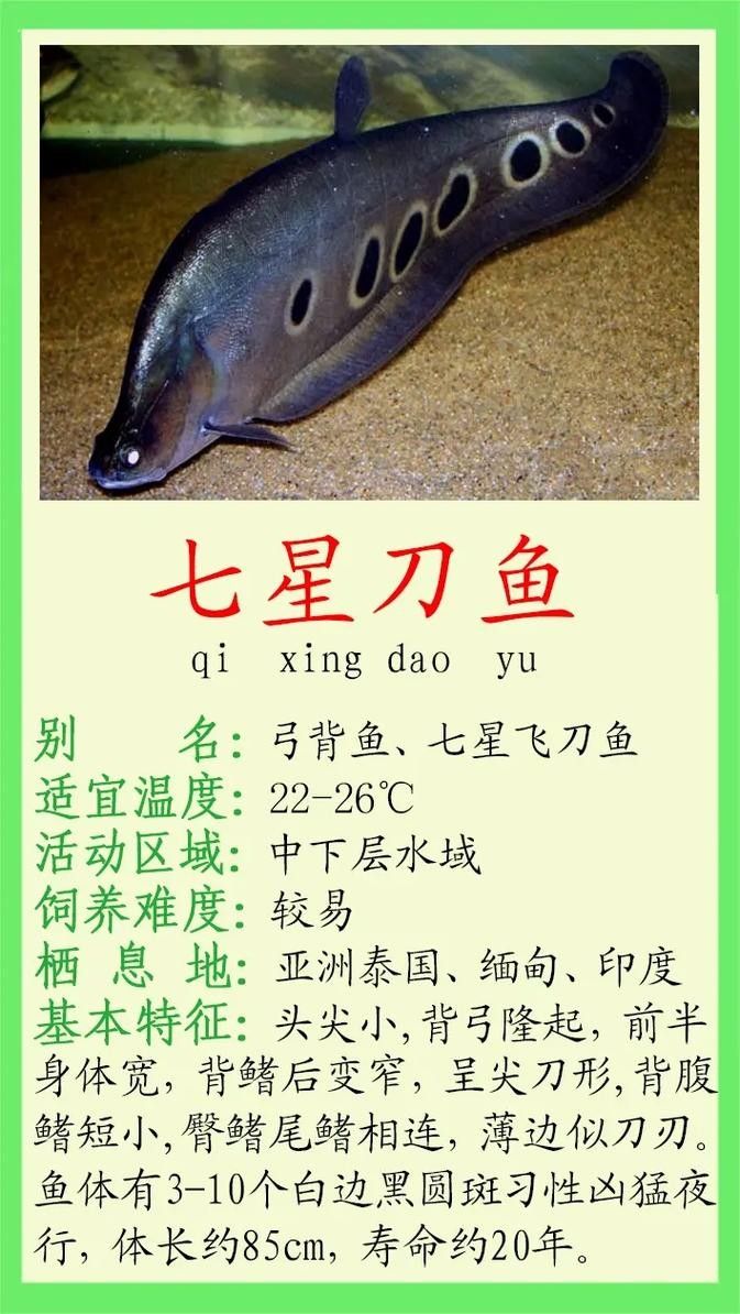 給我一些象鼻魚和龍魚混養的圖片（象鼻魚與龍魚混養的成功案例：象鼻魚與龍魚混養的成功案例）