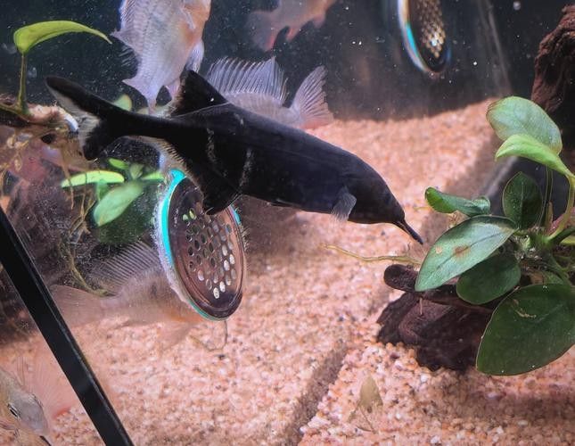 給我一些象鼻魚和龍魚混養的圖片（象鼻魚與龍魚混養的成功案例：象鼻魚與龍魚混養的成功案例）