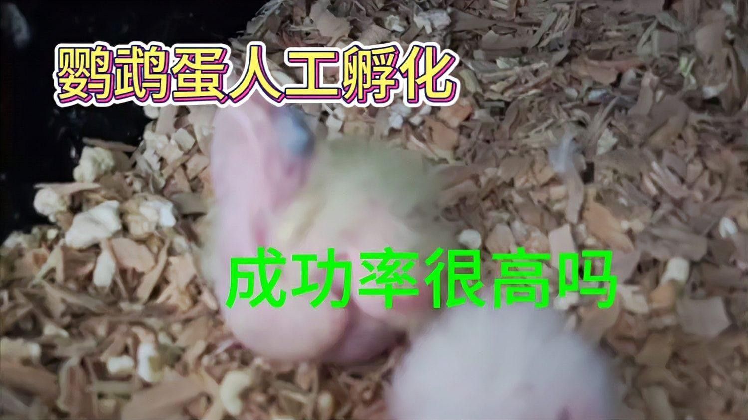 人工干預孵化成功率有多高（人工干預孵化成功率高達90%）