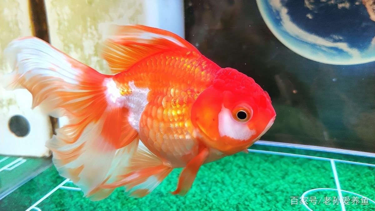 龍魚老孫的水族用品店有評價嗎（龍魚老孫的水族用品店是否有評價）