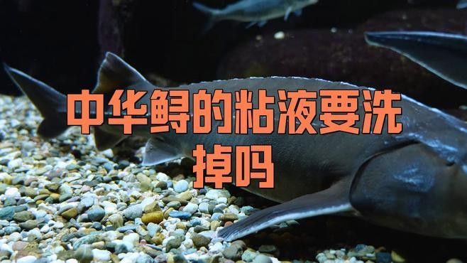 如何處理鱘龍魚的腥味？（如何處理鱘龍魚的腥味）
