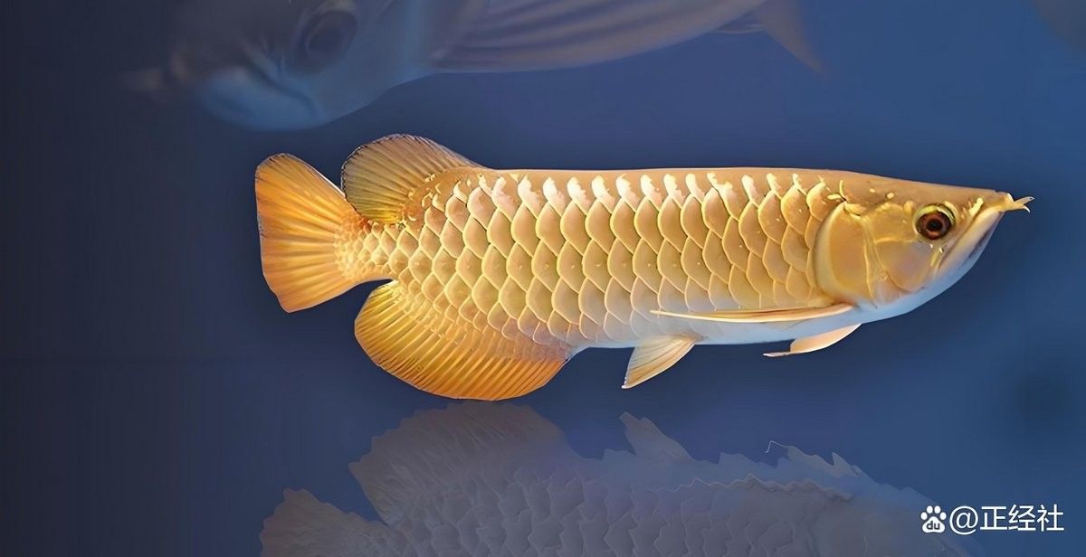 江山金龍魚（江山金龍魚是哪個品牌？）