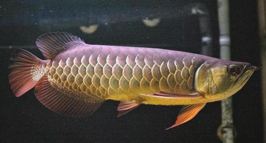 能提供幾張不同品種的金龍魚高清圖片嗎（可以提供幾張不同品種的金龍魚高清圖片嗎） 能提供幾張不同品種的金龍魚高清圖片嗎（可以提供幾張不同品種的金龍魚高清圖片嗎） 龍魚百科 第25張