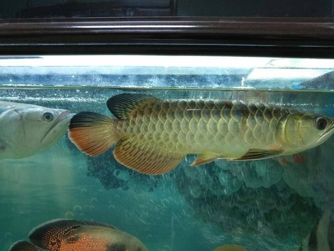 能提供幾張不同品種的金龍魚高清圖片嗎（可以提供幾張不同品種的金龍魚高清圖片嗎） 能提供幾張不同品種的金龍魚高清圖片嗎（可以提供幾張不同品種的金龍魚高清圖片嗎） 龍魚百科 第18張