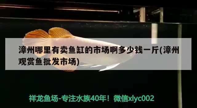漳州哪里有賣魚缸的市場(chǎng)啊多少錢一斤(漳州觀賞魚批發(fā)市場(chǎng))（漳州哪里有賣魚缸的市場(chǎng)啊）