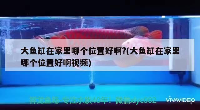 大魚缸在家里哪個位置好啊?(大魚缸在家里哪個位置好啊視頻) 大魚缸在家里哪個位置好啊?(大魚缸在家里哪個位置好啊視頻) 觀賞魚百科