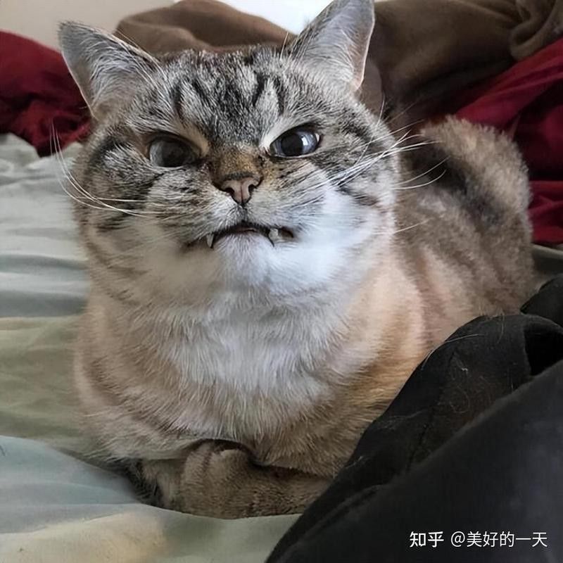 龍貓流口水會自愈嗎？（龍貓流口水會自愈嗎）