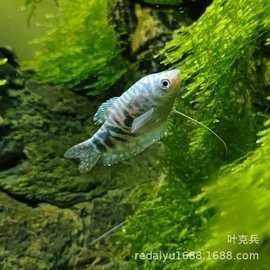 寧波龍魚價格如何（寧波龍魚價格以及飼養技巧） 寧波龍魚價格如何（寧波龍魚價格以及飼養技巧） 龍魚百科 第14張