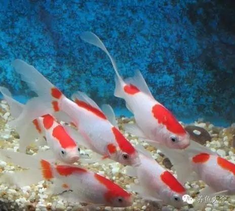 龍魚浮頭會死嗎（養魚日記：魚總浮在水面“探頭”別大意這5種情況暗藏危機）