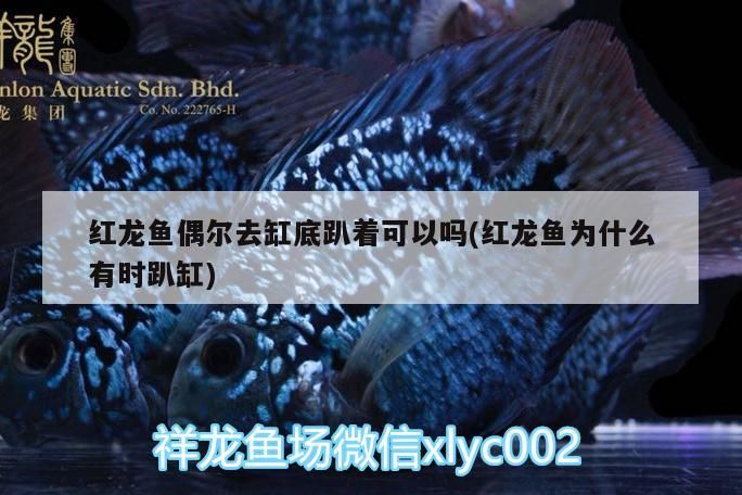 阿根廷黃金河虎開缸記篇（阿根廷黃金河虎開缸記）