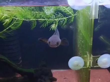 哪些品種的雷龍魚發色最漂亮（雷龍魚大全之常見中型雷龍篇）