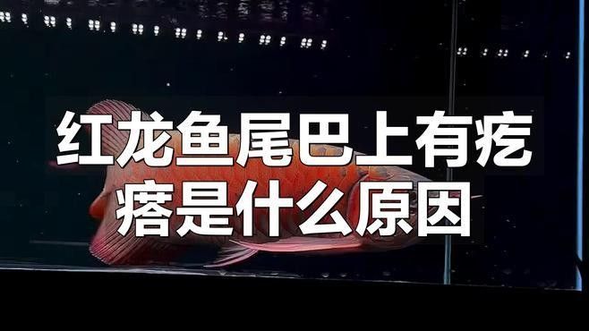紅龍魚尾巴長白色疙瘩會自愈嗎？（紅龍魚尾巴上出現白色疙瘩是否會自愈取決于疙瘩的原因）