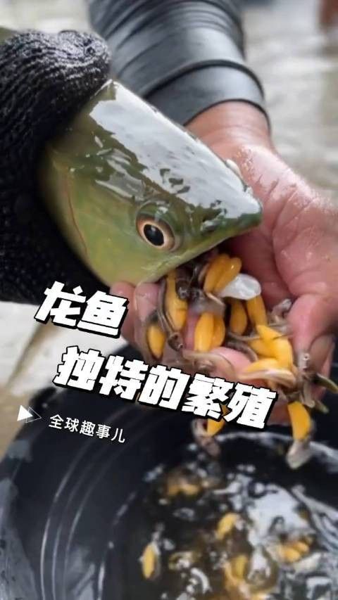 龍口龍魚又叫什么魚（龍口魚和龍魚有什么區(qū)別,）