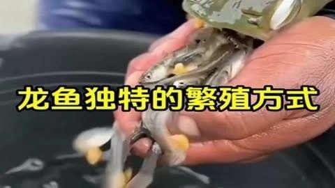 龍口龍魚又叫什么魚（龍口魚和龍魚有什么區(qū)別,）