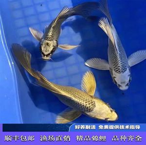 蝴蝶鯉哪個品種好看（蝴蝶鯉的養殖技巧）