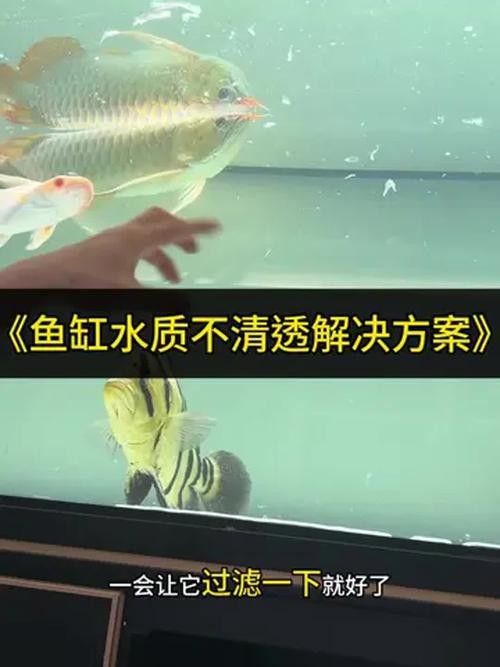 如何穩定龍魚缸的水溫？（龍魚缸水溫多久穩定下來）