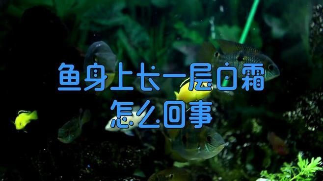 紅龍魚背部鱗片發白會傳染嗎（紅龍魚背部有白斑怎么辦） 紅龍魚背部鱗片發白會傳染嗎（紅龍魚背部有白斑怎么辦） 龍魚百科 第2張