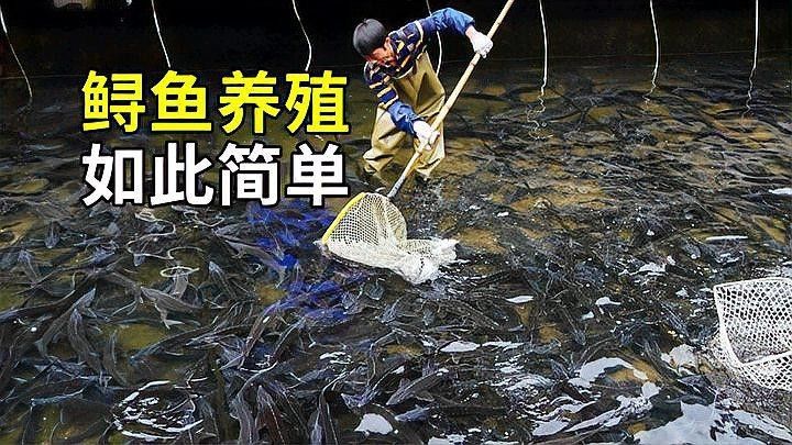 哪些因素會影響鱘龍魚的生長（影響鱘龍魚生長的因素）