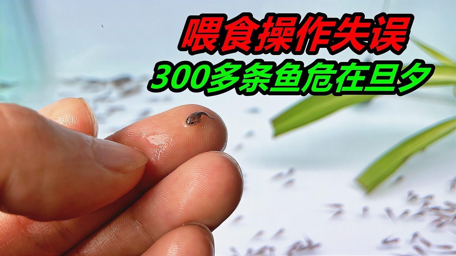 如何判斷小恐龍魚(yú)是否健康（小恐龍魚(yú)是否健康） 如何判斷小恐龍魚(yú)是否健康（小恐龍魚(yú)是否健康） 龍魚(yú)百科 第1張