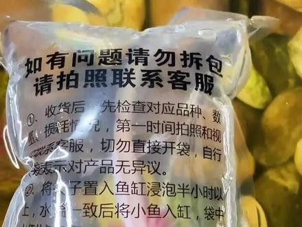 如何判斷小恐龍魚(yú)是否健康（小恐龍魚(yú)是否健康） 如何判斷小恐龍魚(yú)是否健康（小恐龍魚(yú)是否健康） 龍魚(yú)百科 第6張