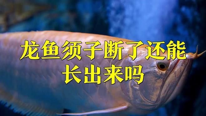 金龍魚須子斷了能長出來嗎?(帝龍漁業(yè)|龍魚須子斷了能長出來嗎) 龍魚百科 第1張 金龍魚須子斷了能長出來嗎?(帝龍漁業(yè)|龍魚須子斷了能長出來嗎) 金龍魚須子斷了能長出來嗎?(帝龍漁業(yè)|龍魚須子斷了能長出來嗎) 龍魚百科 第1張