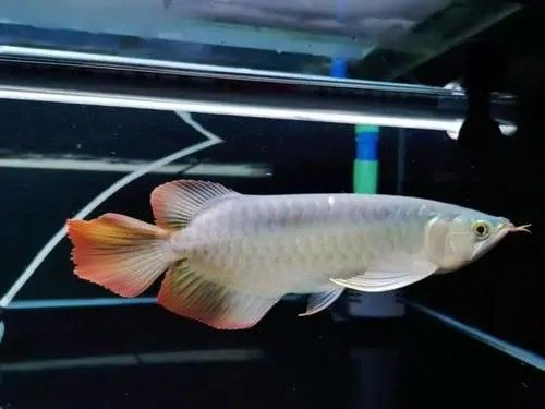 金龍魚尾巴下垂會(huì)影響壽命嗎（金龍魚尾巴下垂可能影響其壽命，但具體原因尚不明確）