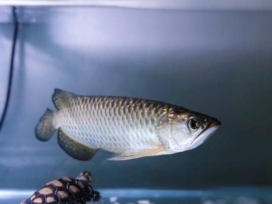 如何區(qū)分星點(diǎn)龍和金龍魚（如何區(qū)分金龍魚和點(diǎn)龍魚？） 如何區(qū)分星點(diǎn)龍和金龍魚（如何區(qū)分金龍魚和點(diǎn)龍魚？） 龍魚百科 第6張