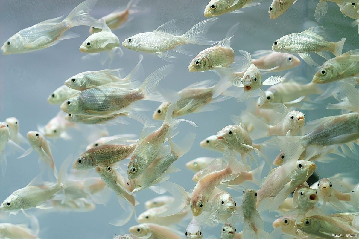 金龍魚孵化后多久喂食（金龍魚孵化后多久喂食？）