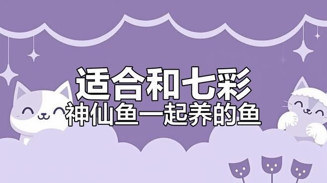 哪些魚適合與七彩神仙魚混養(yǎng)（七彩神仙魚的單養(yǎng)與混養(yǎng)） 哪些魚適合與七彩神仙魚混養(yǎng)（七彩神仙魚的單養(yǎng)與混養(yǎng)） 龍魚百科 第1張