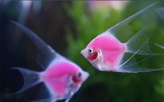 哪些魚適合與七彩神仙魚混養(yǎng)（七彩神仙魚的單養(yǎng)與混養(yǎng)） 哪些魚適合與七彩神仙魚混養(yǎng)（七彩神仙魚的單養(yǎng)與混養(yǎng)） 龍魚百科 第6張