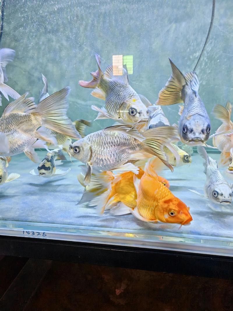 蝴蝶鯉和龍魚哪個更好養（蝴蝶鯉和龍魚哪個好養）