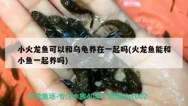 小火龍魚可以和烏龜養在一起嗎(火龍魚能和小魚一起養嗎)（小火龍魚可以和烏龜一起養嗎）