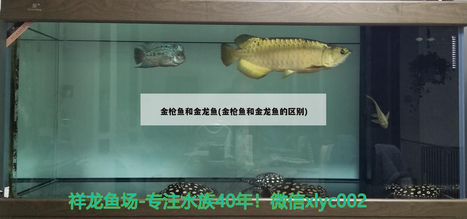 金槍魚和金龍魚(金槍魚和金龍魚的區(qū)別)（世界上最貴的紅龍魚和金龍魚的區(qū)別） 金槍魚和金龍魚(金槍魚和金龍魚的區(qū)別)（世界上最貴的紅龍魚和金龍魚的區(qū)別） 觀賞魚百科 第3張