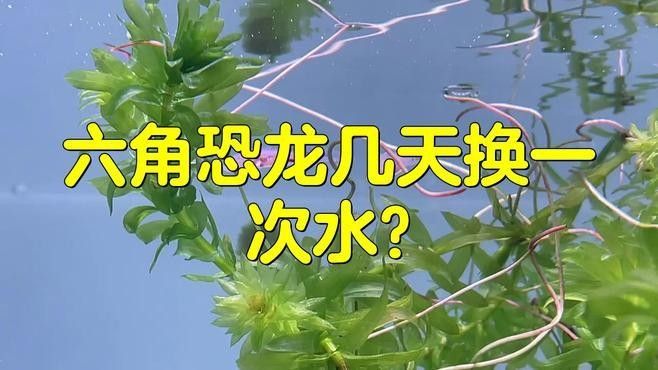 六角恐龍魚幼體如何喂養？（六角恐龍魚的全面養護指南） 六角恐龍魚幼體如何喂養？（六角恐龍魚的全面養護指南） 龍魚百科 第3張