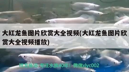 魚缸用增氧泵價格是多少:魚缸增氧機-xtrac增氧機-xtrac增氧機 大紅龍魚圖片欣賞大全視頻(大紅龍魚圖片欣賞大全視頻播放)(大紅龍魚圖片欣賞大全視頻) 觀賞魚百科 大紅龍魚圖片欣賞大全視頻(大紅龍魚圖片欣賞大全視頻播放)(大紅龍魚圖片欣賞大全視頻) 大紅龍魚圖片欣賞大全視頻(大紅龍魚圖片欣賞大全視頻播放)(大紅龍魚圖片欣賞大全視頻) 觀賞魚百科